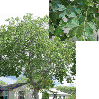 London Planetree Tree