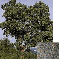Cork Oak Tree